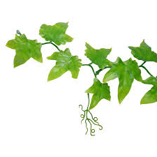 Naturalin ivy extract 
