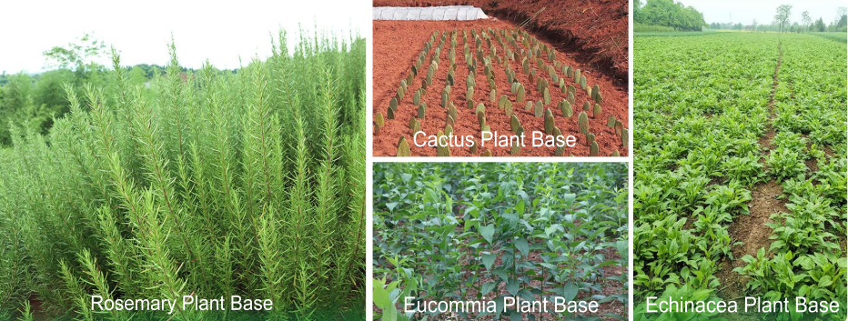 Naturalin GAP Plant Bases Glances
